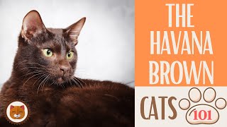 Cats 101  HAVANA BROWN  Top Cat Facts about the HAVANA BROWN