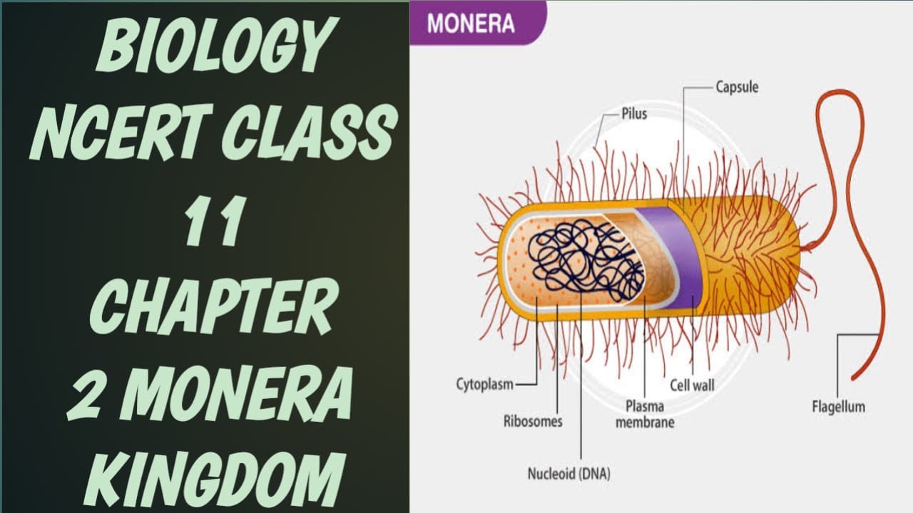 characteristics-features-of-monera-and-importance-youtube