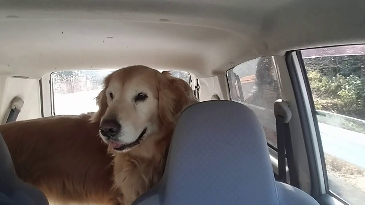 癒し動画 うさぎ Golden Retriever and a fine morning commute