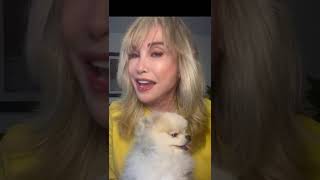Perritos cirqueros!!! #fypppp #perros #cachorrosdivertidos #youtubeshorts #perlaceciliaayala