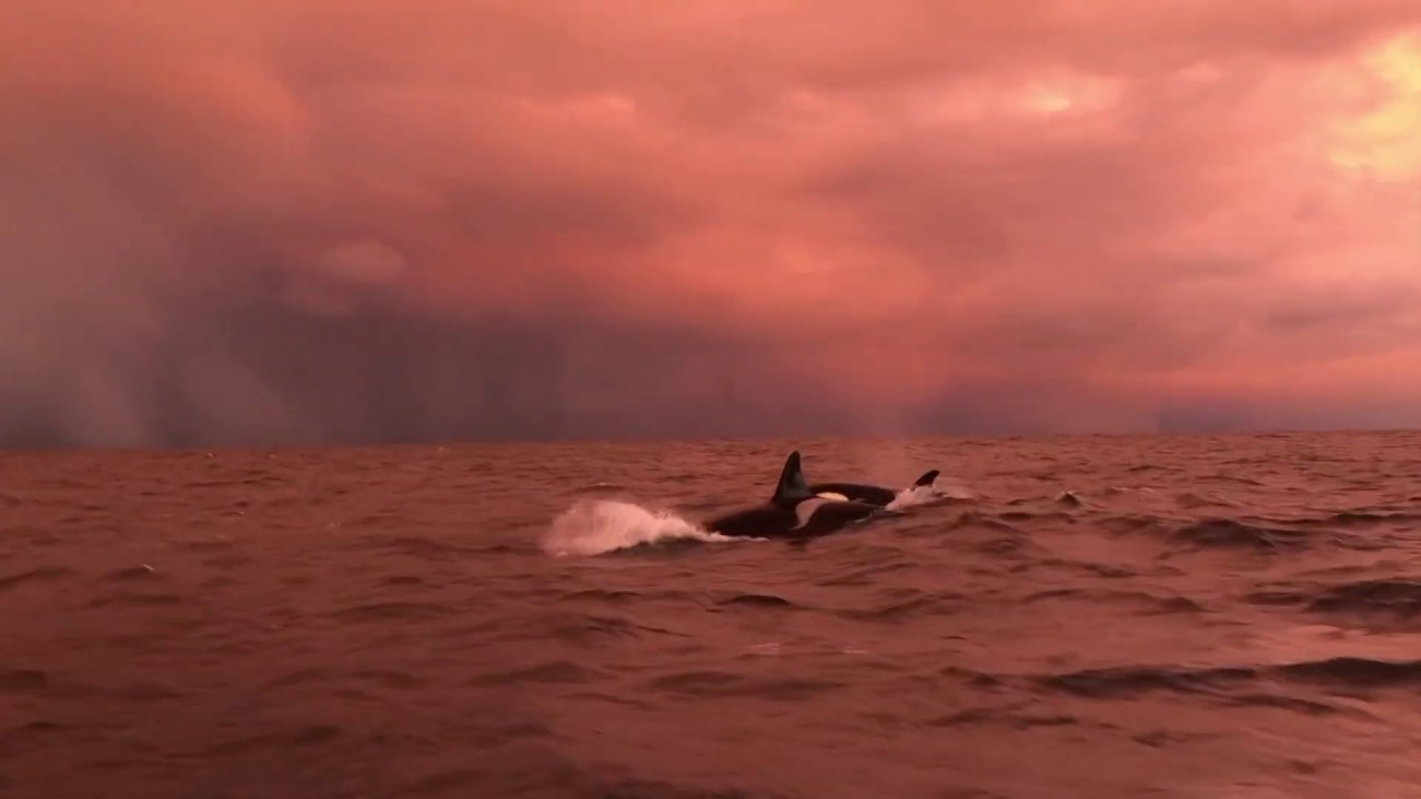 orcas swimming free in norway under the sunset