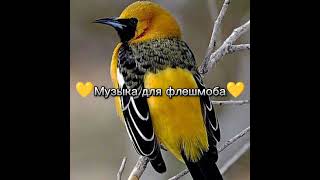 💛Музыка для флешмоба💛