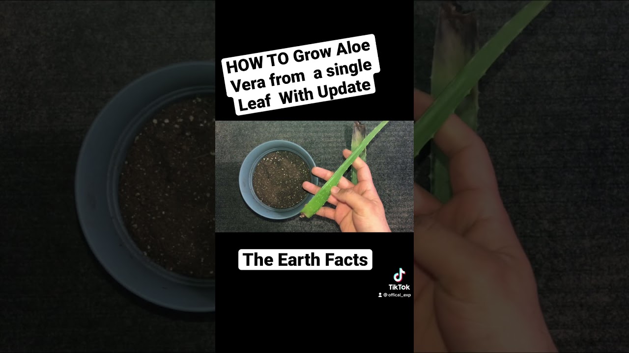 Grow Aloe Vera From Single Leaf