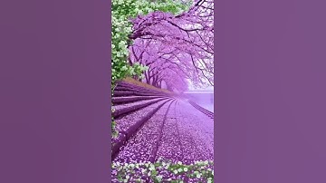 Thumbnail of MAJESTIC VIEW OF CHERRY BLOSSOMS 🌸