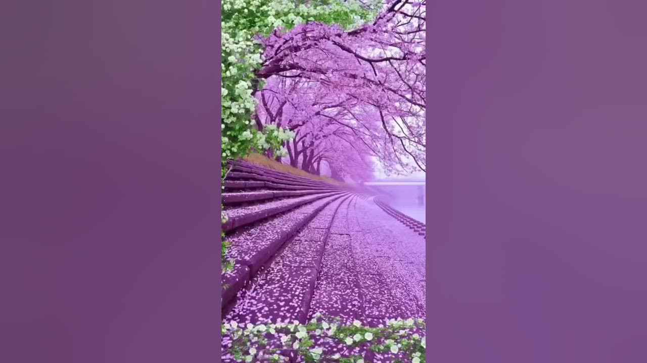 MAJESTIC VIEW OF CHERRY BLOSSOMS πΈ MAJESTIC VIEW OF CHERRY BLOSSOMS πΈ