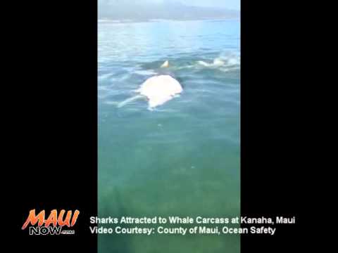Sharks Attracted to Whale Carcass at Kanaha, Maui 3/24/15