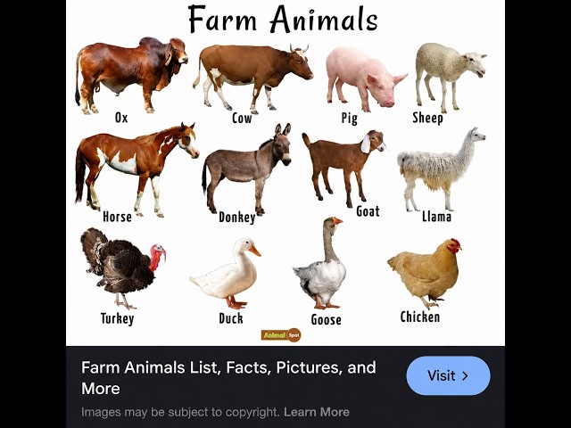 saavane - Animals Of The Farm