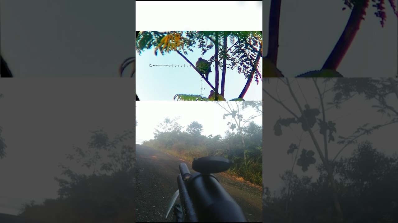 BERBURU BURUNG PUNAI DI PINGGIR JALAN