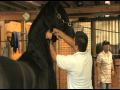 Friesian Horse Grooming Techniques - Wash and Dry