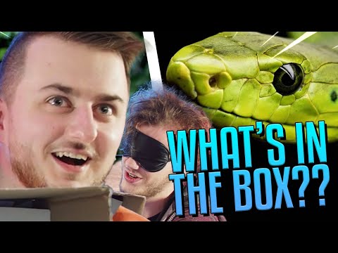 Geblinddoekt naar LEVENDE SLANGEN GRAAIEN... (grootste angst) // What&rsquo;s in the Box ft. Tejak