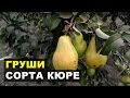 Груша сорта КЮРЕ