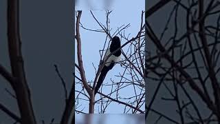 Download Lagu Suara Burung Magpie Kanada#Cuplikan Pendek MP3