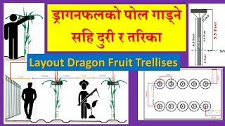 ड्रागनफलको पोल कति दुरीमा कसरी गाडने? How To Layout Dragon Fruit Trellises || #ParadiseAgro #Pitaya