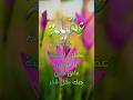 ابيات شعر على اسم عقيلة Aqilah Aqila Aqeela Ali اكسبلور Erfan 