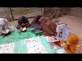 প্রতিদিন সকালে মেয়ে ছাত্রীদের কোরআন শিক্ষা ( সুরা ফাতিহা )