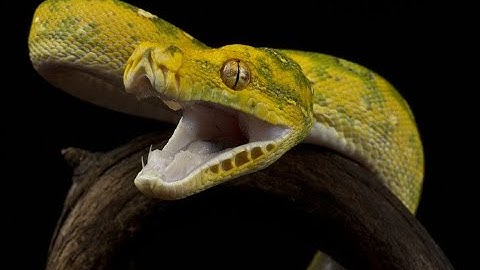 SNAKE Feeding - Green-Tree Python 2020