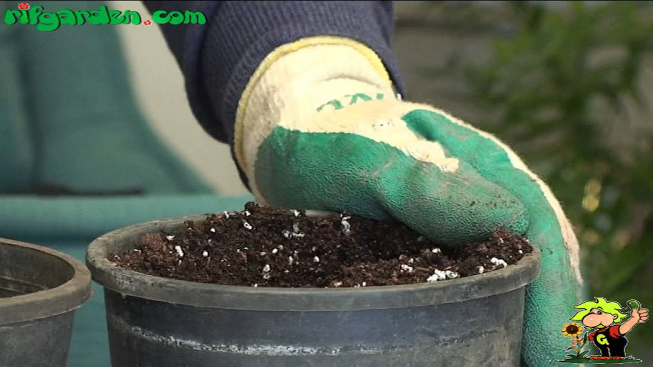 Cuttings of succulent plants