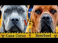 Cane Corso vs Boerboel | Boerboel vs Cane Corso | Does Size Really Matter ? | Billa Boyka |