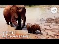 Yatta's first born wild calf | Sheldrick Trust