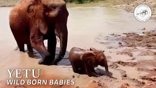 Yatta's first born wild calf | Sheldrick Trust