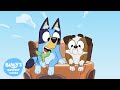 Funny Games To Play With Friends Bluey S Bestest Friends Official Channel 