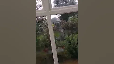 Summer Rain