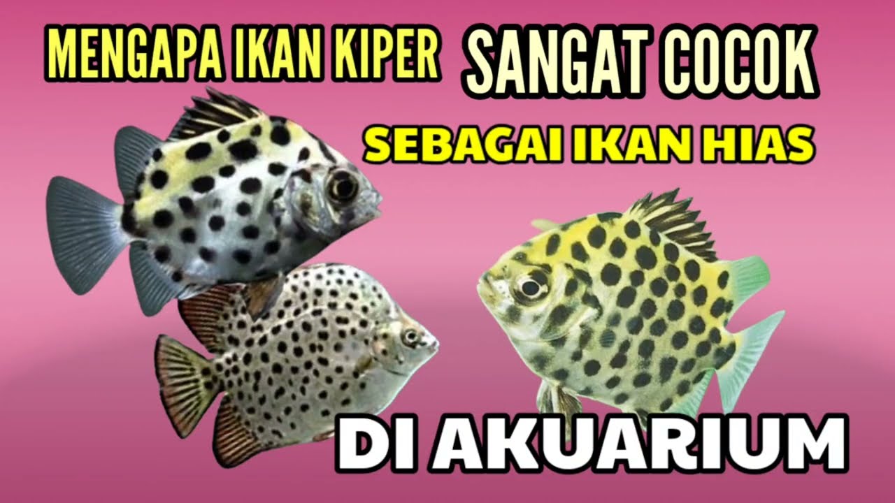 MENGAPA IKAN KIPER SANGAT COCOK MENJADI IKAN HIAS AKUARIUM ??