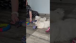 Maltese Puppies For Sale