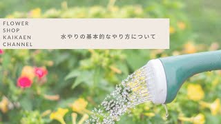 【おうちでガーデニング】水やりの基本的なやり方について