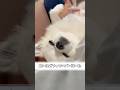 飼い主がでハズレ！？いや、大当たりです🎯