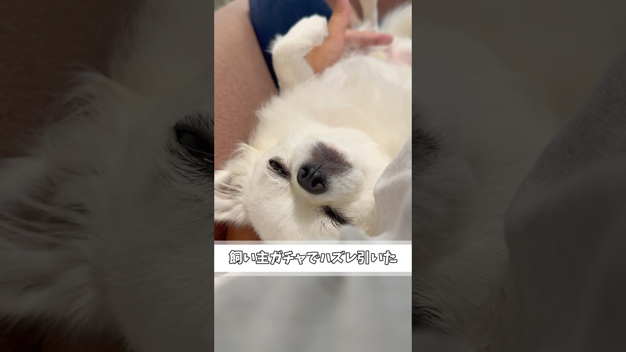 飼い主がでハズレ！？いや、大当たりです🎯