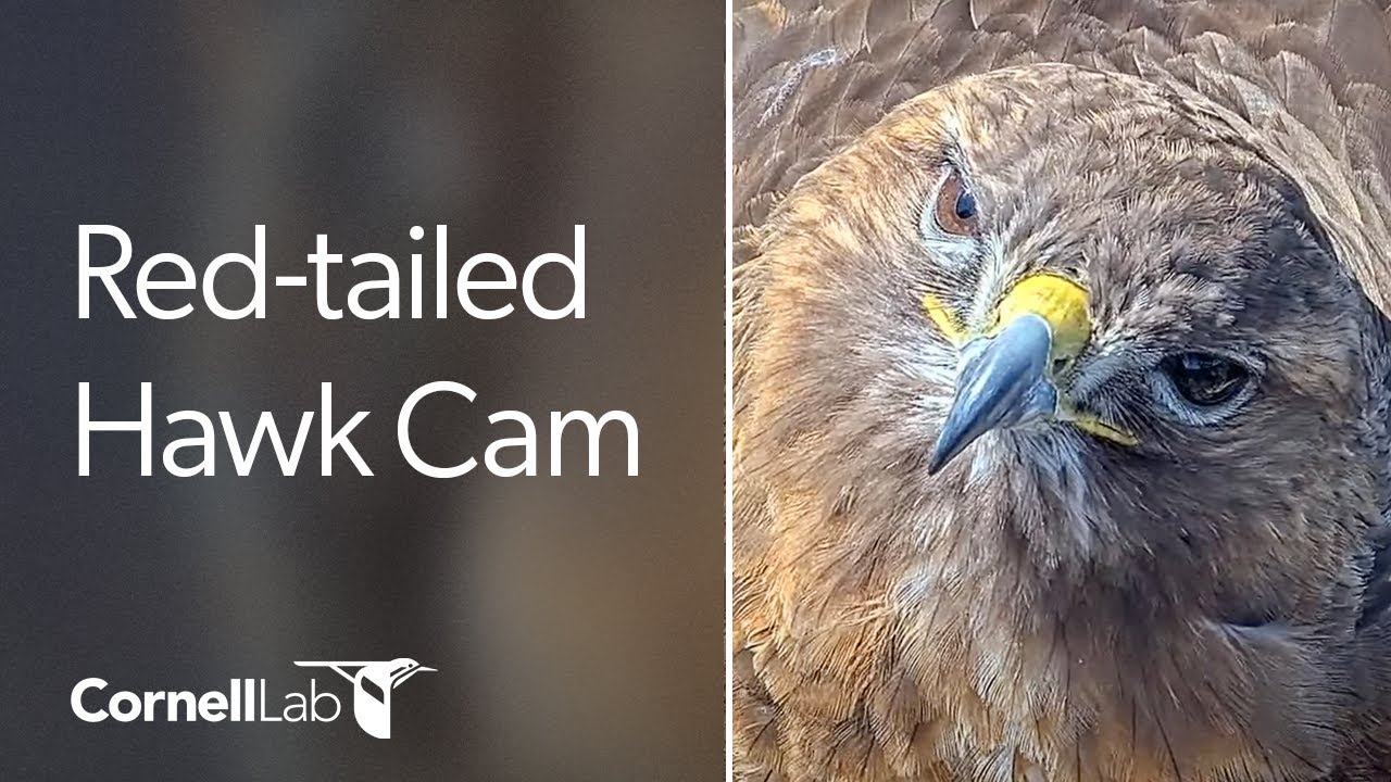 Cornell Red-tailed Hawks — Ithaca, NY live camera thumbnail