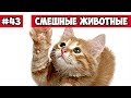 Смешные животные - резвящийся котенок | Bazuzu Video ТОП подборка сентябрь 2017