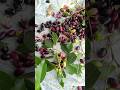నేరుడు పండు, రుచి అద్భుతం #fruits #jamun #gardening #harvest