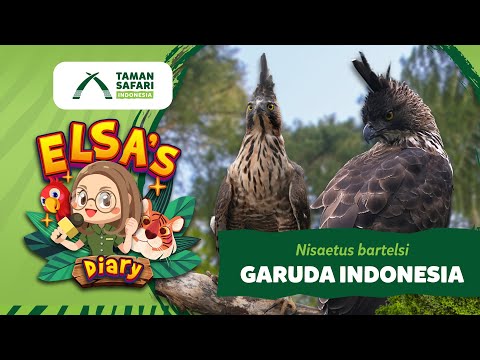 Video: Kapan elang punah?