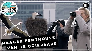 Haagse ooievaars | TV | Vroege Vogels