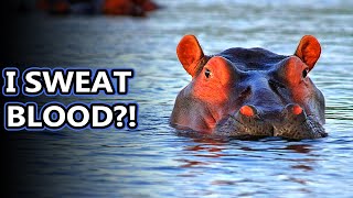 Hippo facts: the water horse | Animal Fact Files