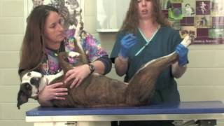 Veterinary Procedure  Obtaining a Urine Sample