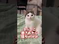 ネッコの動画で癒されたら寝ろｗｗｗ　#2ch #動物 #猫 #癒やし #ねこ動画