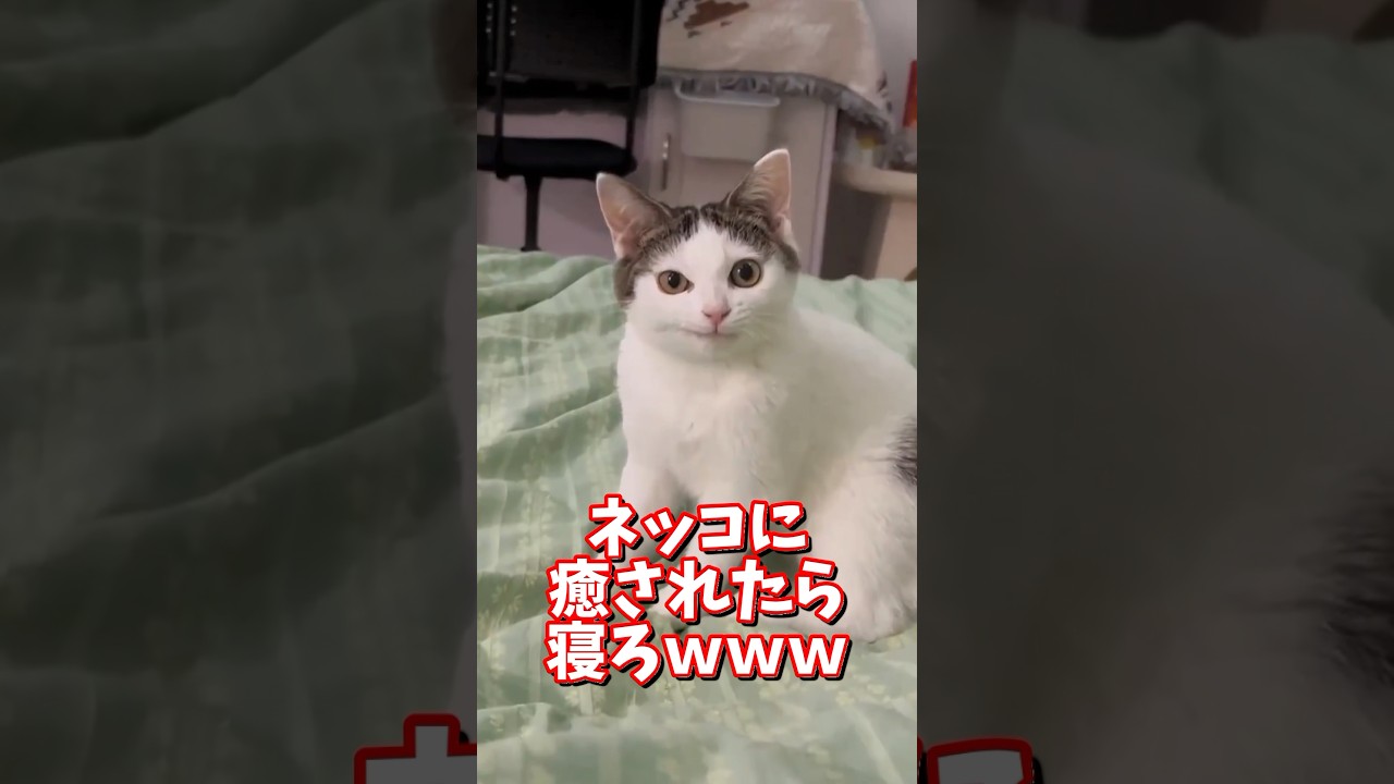 ネッコの動画で癒されたら寝ろｗｗｗ　#2ch #動物 #猫 #癒やし #ねこ動画