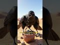 प्यासे कौये की कहानी😍🤩🥳#shorts #viralshorts #kidsstory#hindikahani #motivation #trending #viralvideo