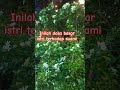 dosa besar istri terhadap suami