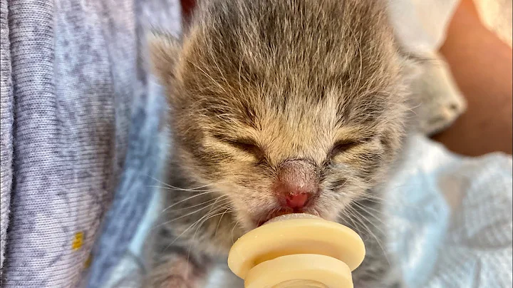 More Syringe Feeding Newborn Kittens