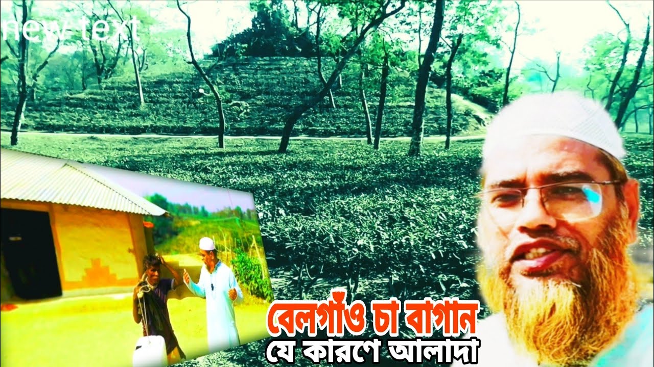 চাঁদপুর বেলগাঁও চা বাগান যে কারণে আলাদা | বাঁশখালী | chandpur belgaon tea estate |