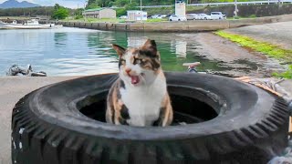 A calico cat sleeping in a tire jumps out and rolls around when it sees my face