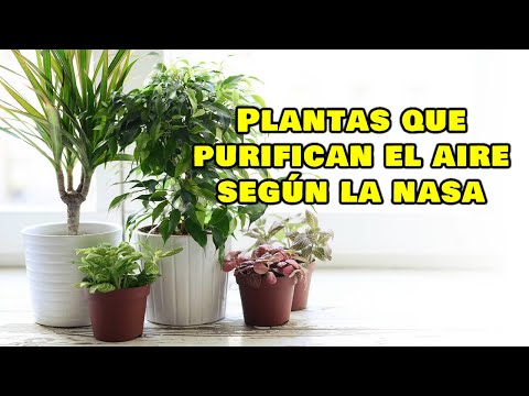 Video: Cuántas plantas de interior limpian el aire: número recomendado de plantas por habitación