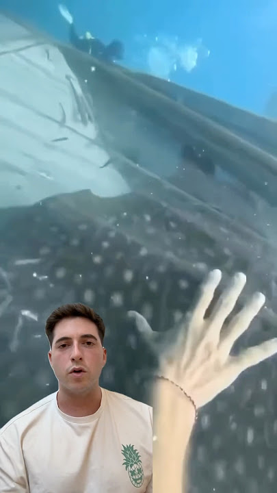 Whale sharks trapped ⚠️ #travel #beach #curiosities #sea #fishing #tourism #animals