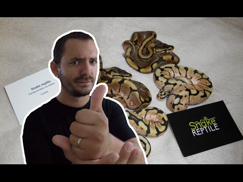 snake reptiles pictures Python regius juvénile, déplacement Nimes