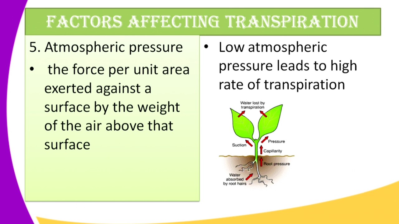 factors of transpiration