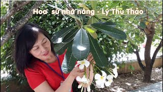 Hoa sứ nhà nàng - Lý Thu Thảo